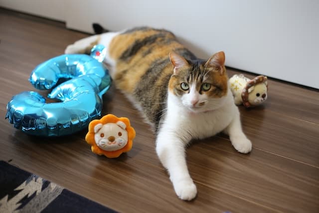 ヒーロー用画像。CaliCodeの愛猫、凜ちゃん